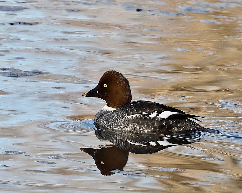 Common Goldeneye (Bucephala clangula), female by Howard Patterson is licensed under CC PDM 1.0